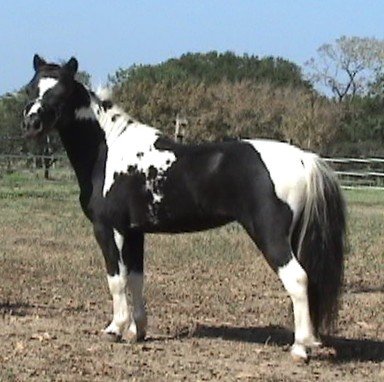 HCM War Paint's Fashionation - homozygous pinto miniature stallion